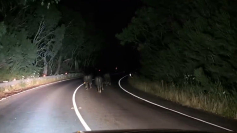 Motorists shocked by runaway cows on dark road in Pakenham, Melbourne